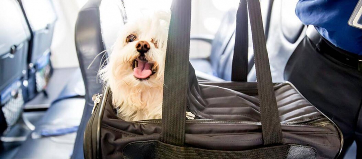 travelling abroad with pets